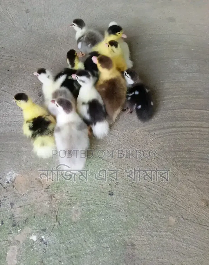 China Ducklings for Sale