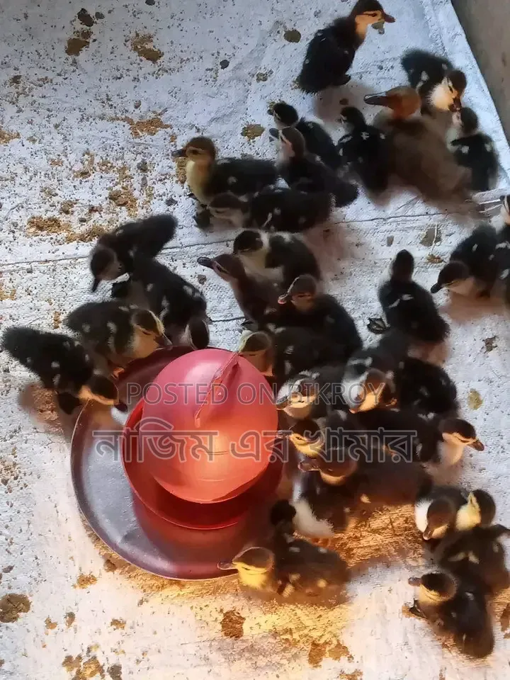 China Ducklings for Sale