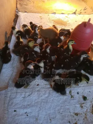 China Ducklings for Sale