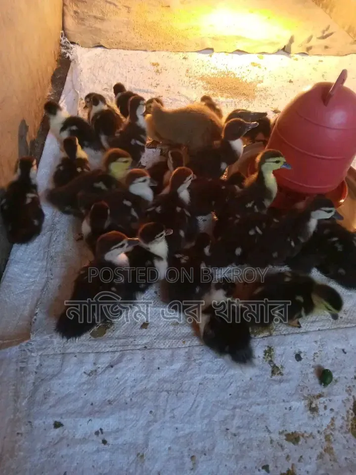 China Ducklings for Sale