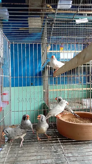 Zebra Finch