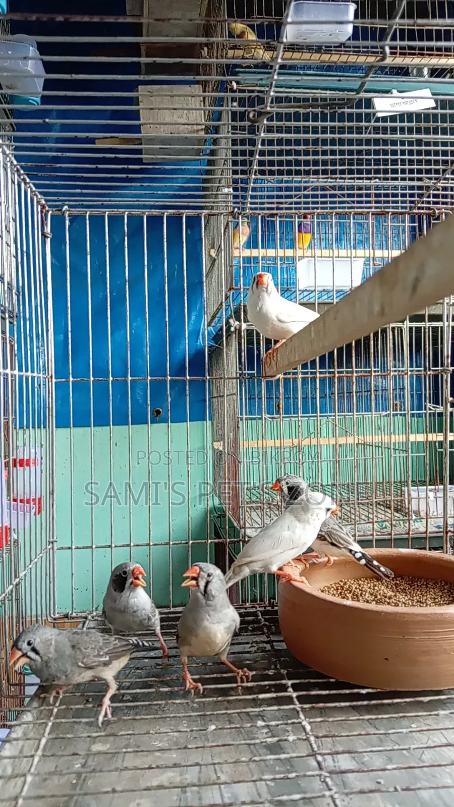 Zebra Finch