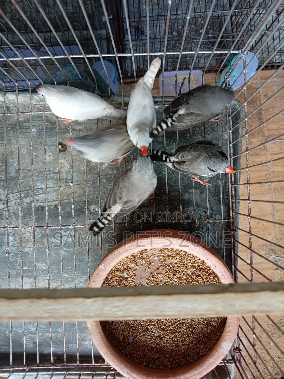 Zebra Finch