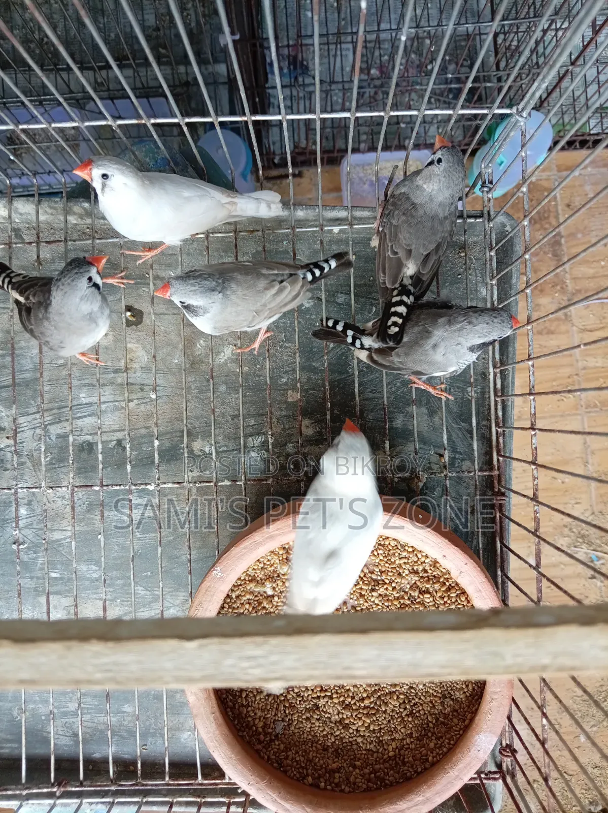 Zebra Finch