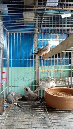 Zebra Finch