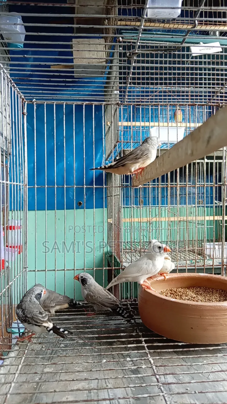 Zebra Finch