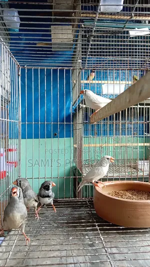 Zebra Finch