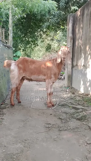 Home-reared castrated male goat