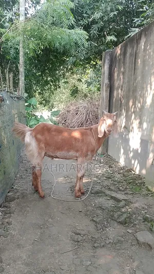Home-reared castrated male goat