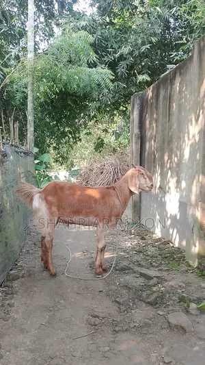Home-reared castrated male goat