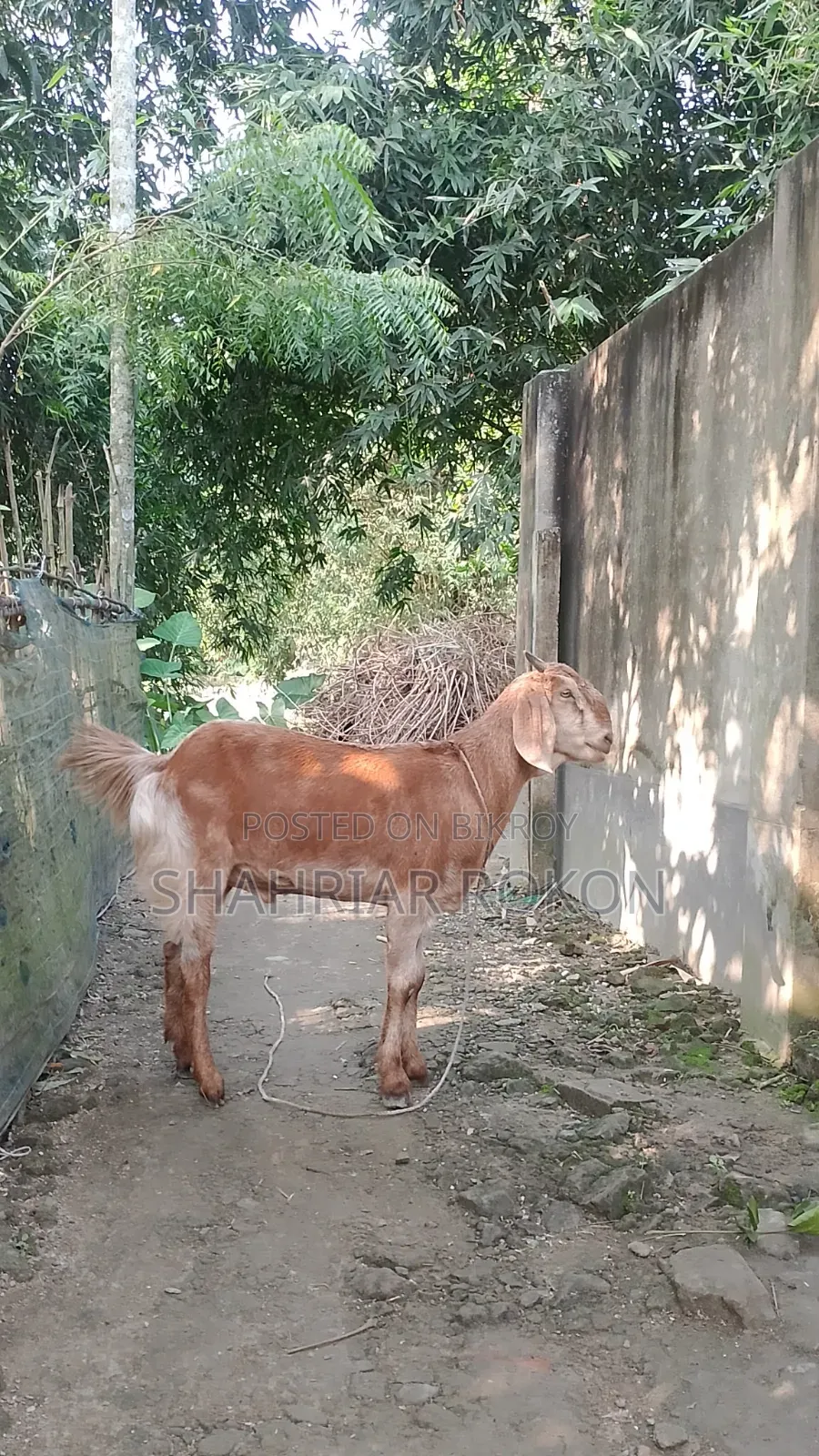 Home-reared castrated male goat