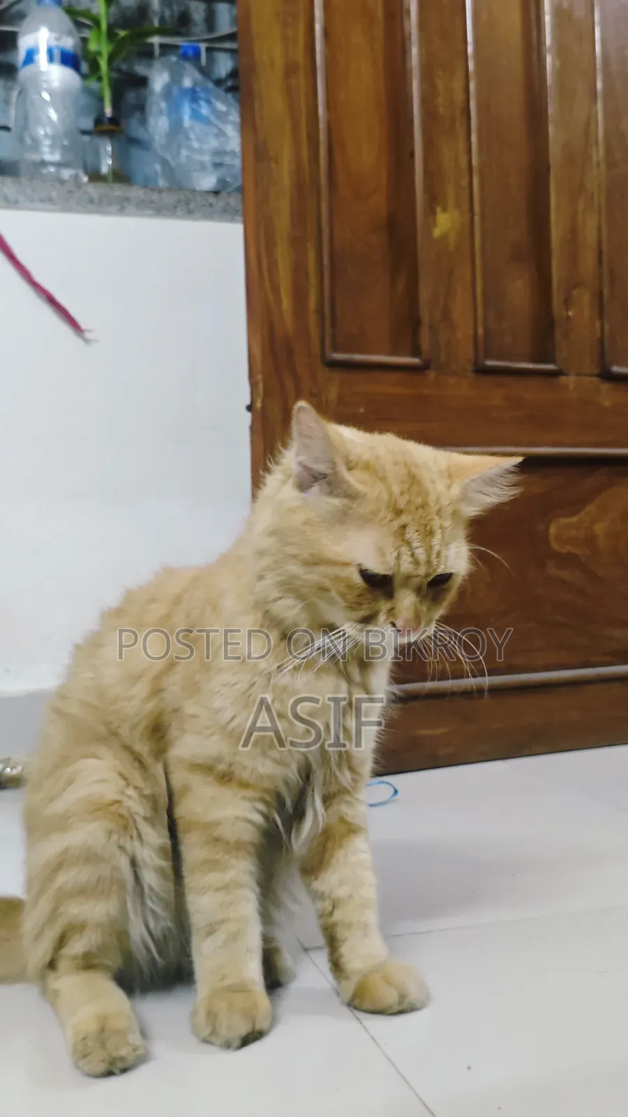 6-12 Months Male Purebred Persian