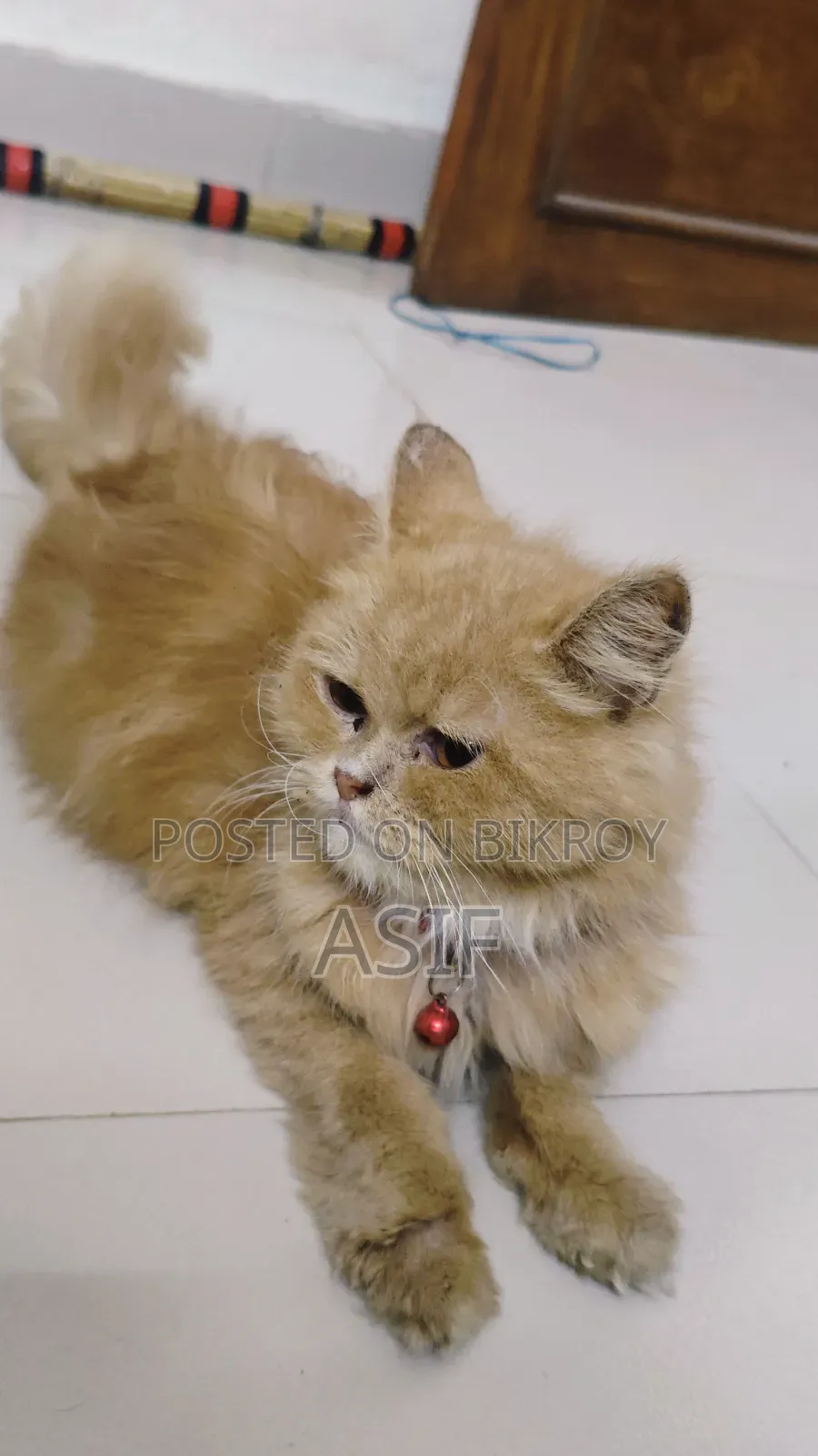 6-12 Months Male Purebred Persian