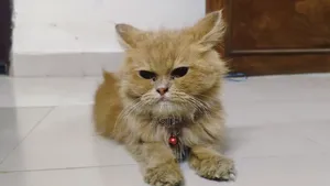 6-12 Months Male Purebred Persian