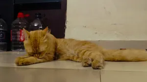 6-12 Months Male Purebred Persian