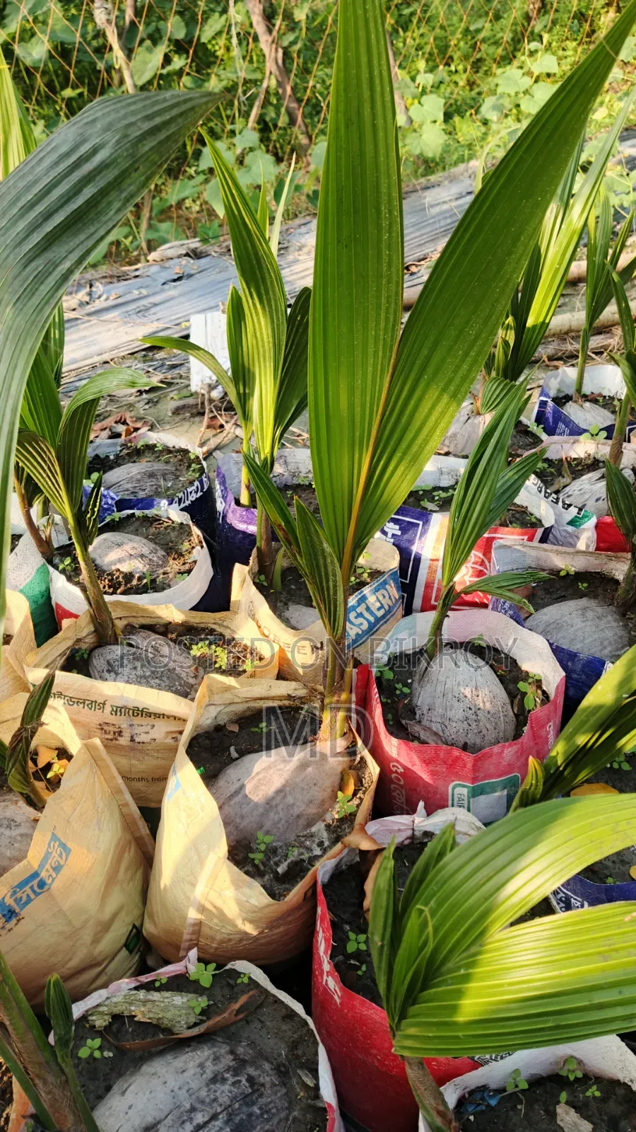 White and Red Coconut Saplings 2/3 Pieces