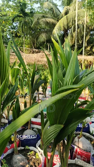 White and Red Coconut Saplings 2/3 Pieces