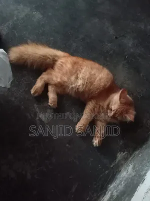 ৩-৬ মাসের পুরুষ খাঁটি পার্সিয়ান