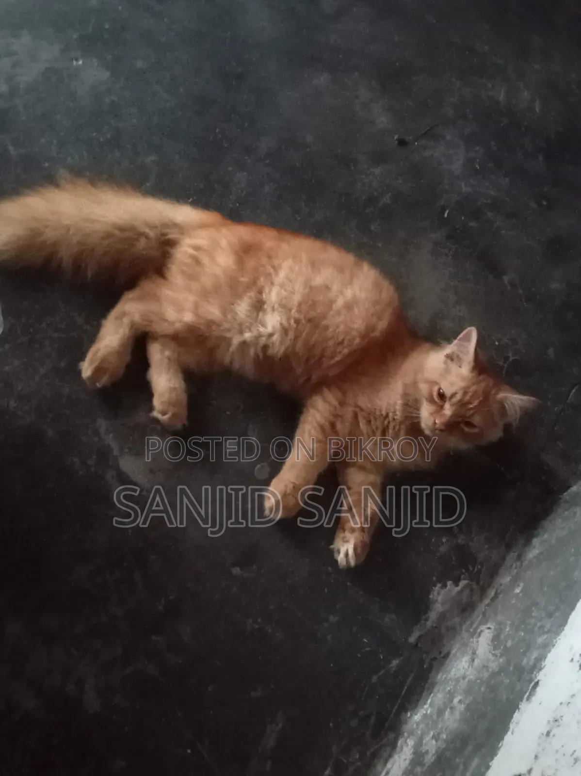 ৩-৬ মাসের পুরুষ খাঁটি পার্সিয়ান