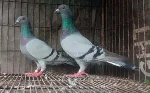 Fancy Pigeon