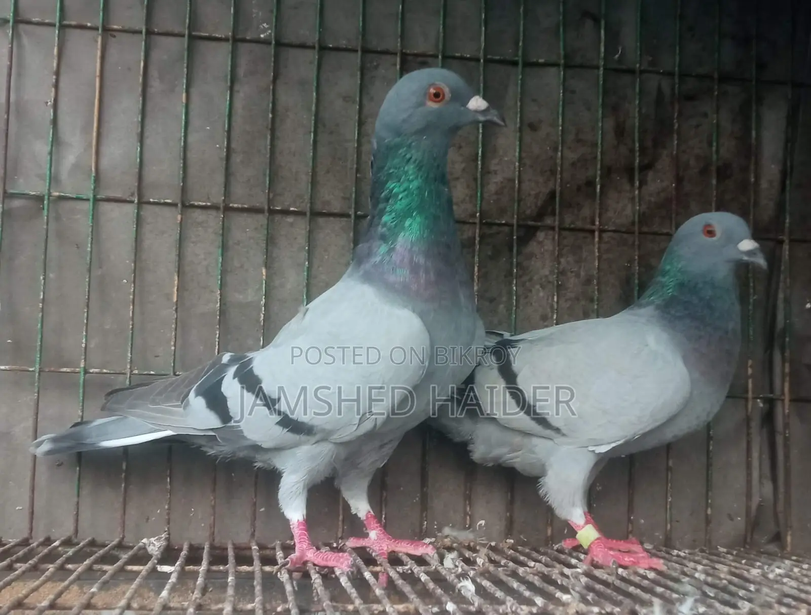 Fancy Pigeon