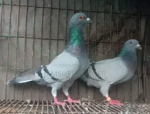 Fancy Pigeon