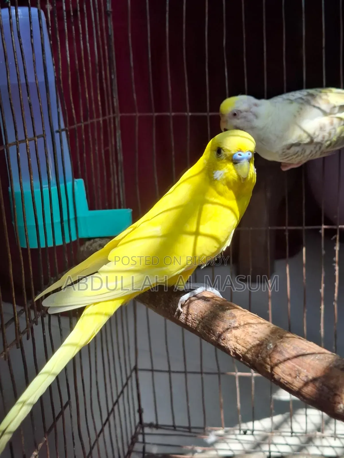 ২ জোড়া রানিং পাখি,