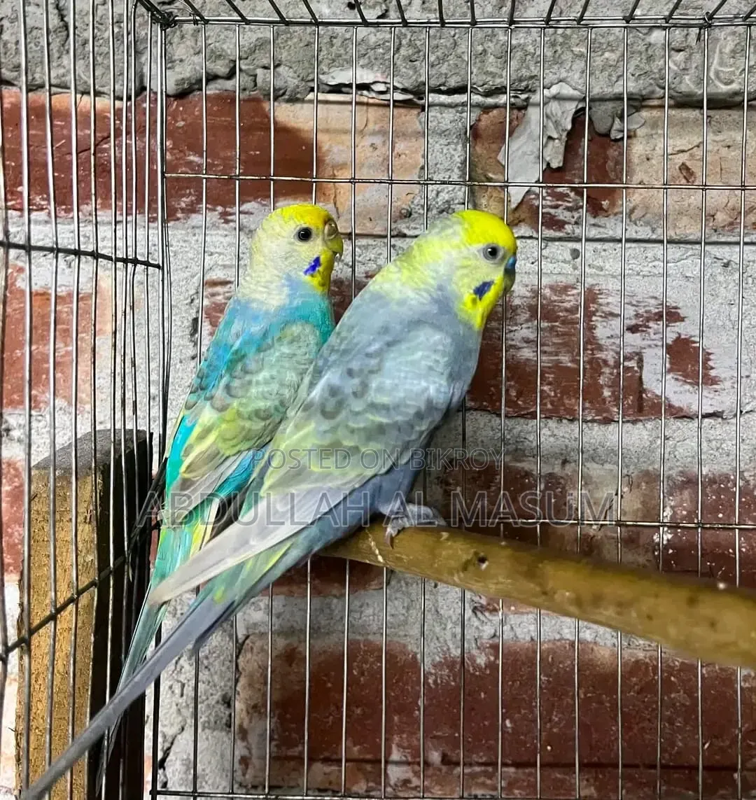 ২ জোড়া রানিং পাখি,