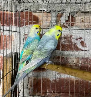 ২ জোড়া রানিং পাখি,