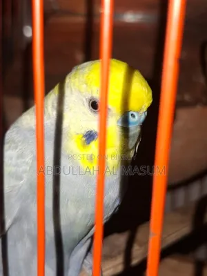 ২ জোড়া রানিং পাখি,