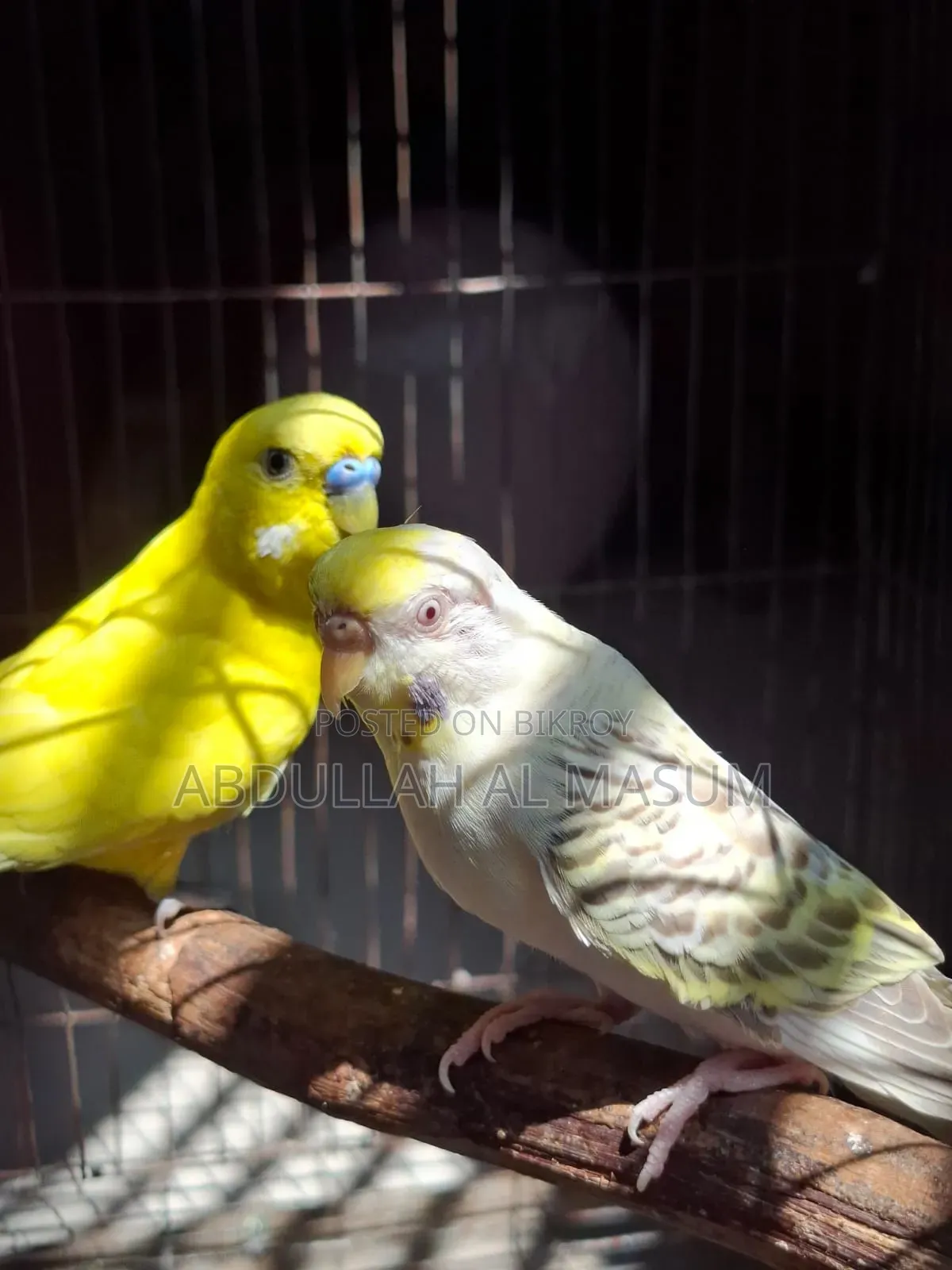 ২ জোড়া রানিং পাখি,