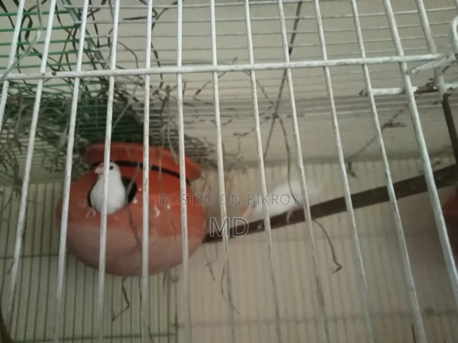 White Java Sparrow