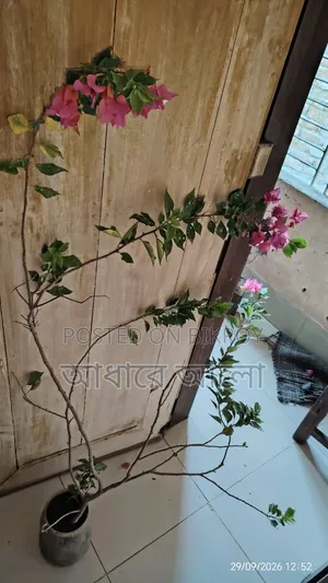 Bagan Bilash for sale