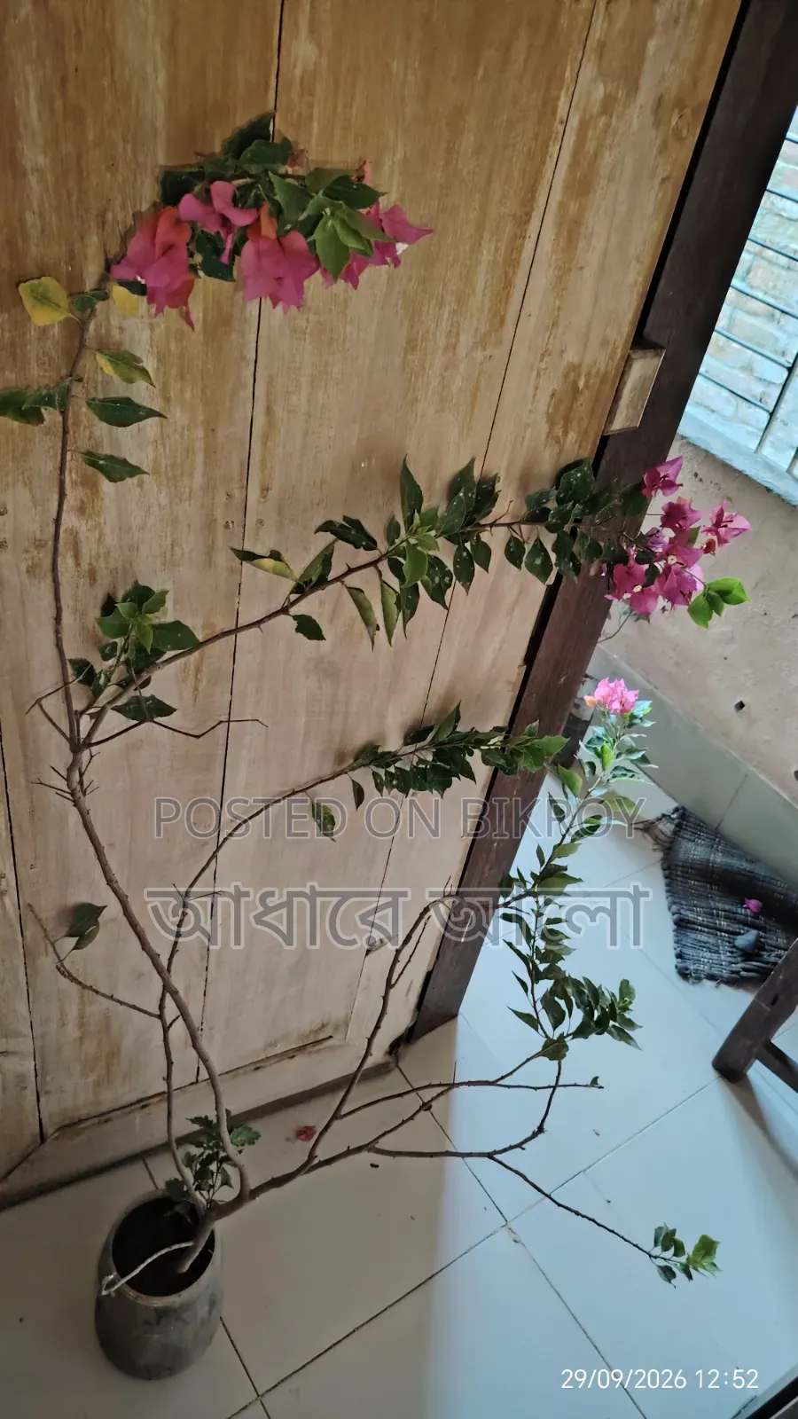 Bagan Bilash for sale