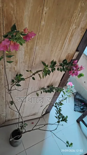 Bagan Bilash for sale
