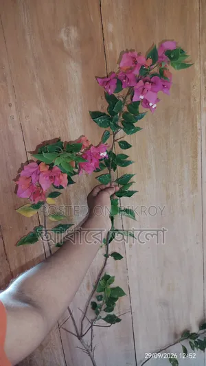 Bagan Bilash for sale