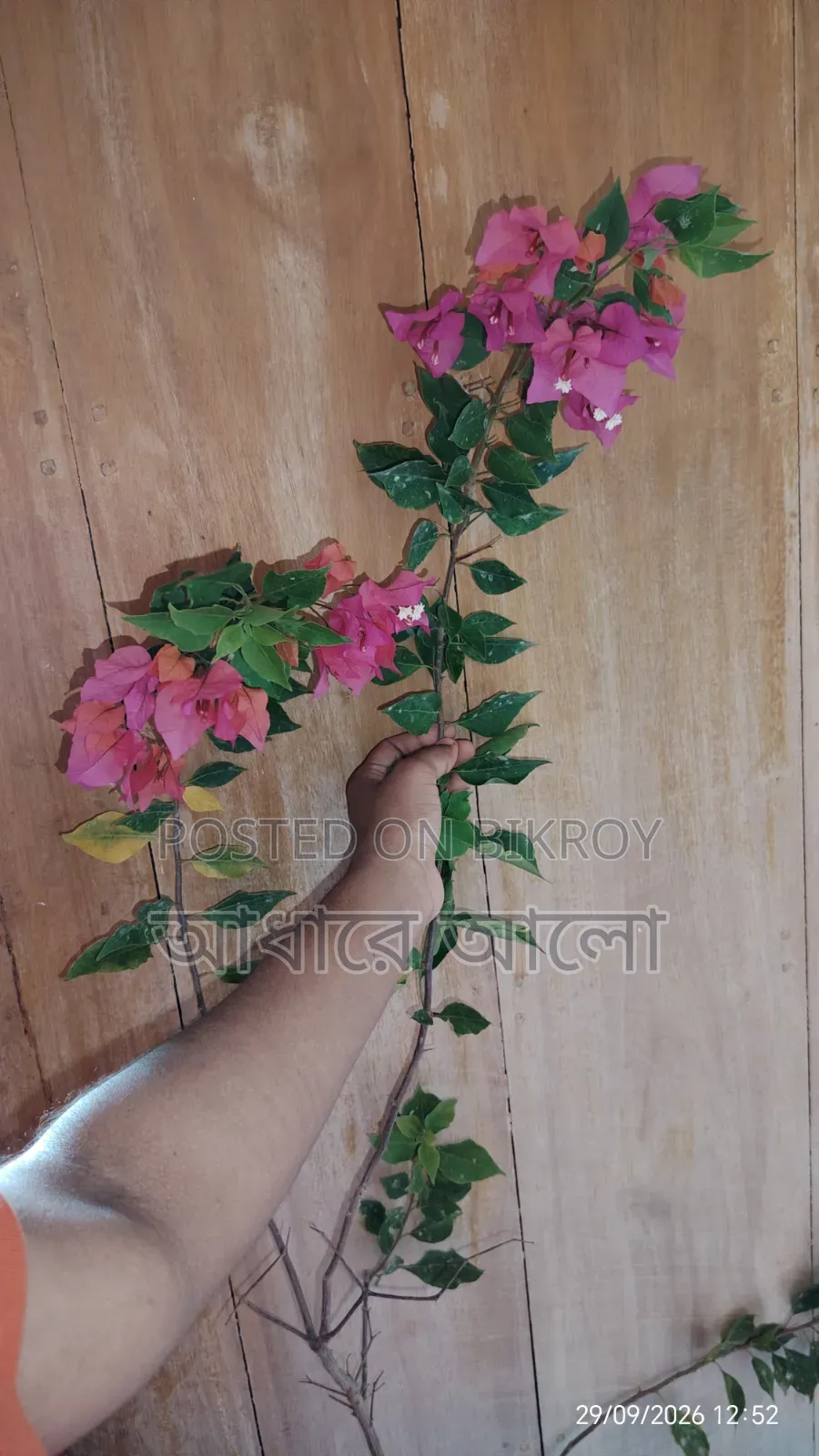 Bagan Bilash for sale