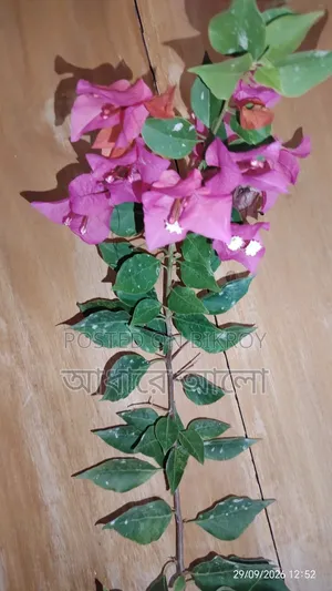 Bagan Bilash for sale
