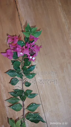 Bagan Bilash for sale