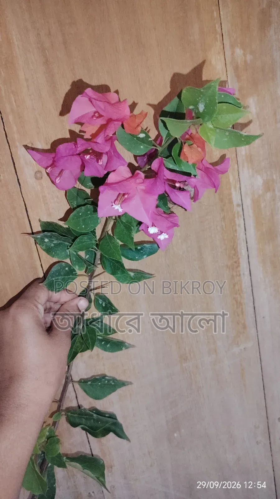 Bagan Bilash for sale