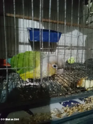 অরজিনাল পাইনাপেল কনুর পাখি