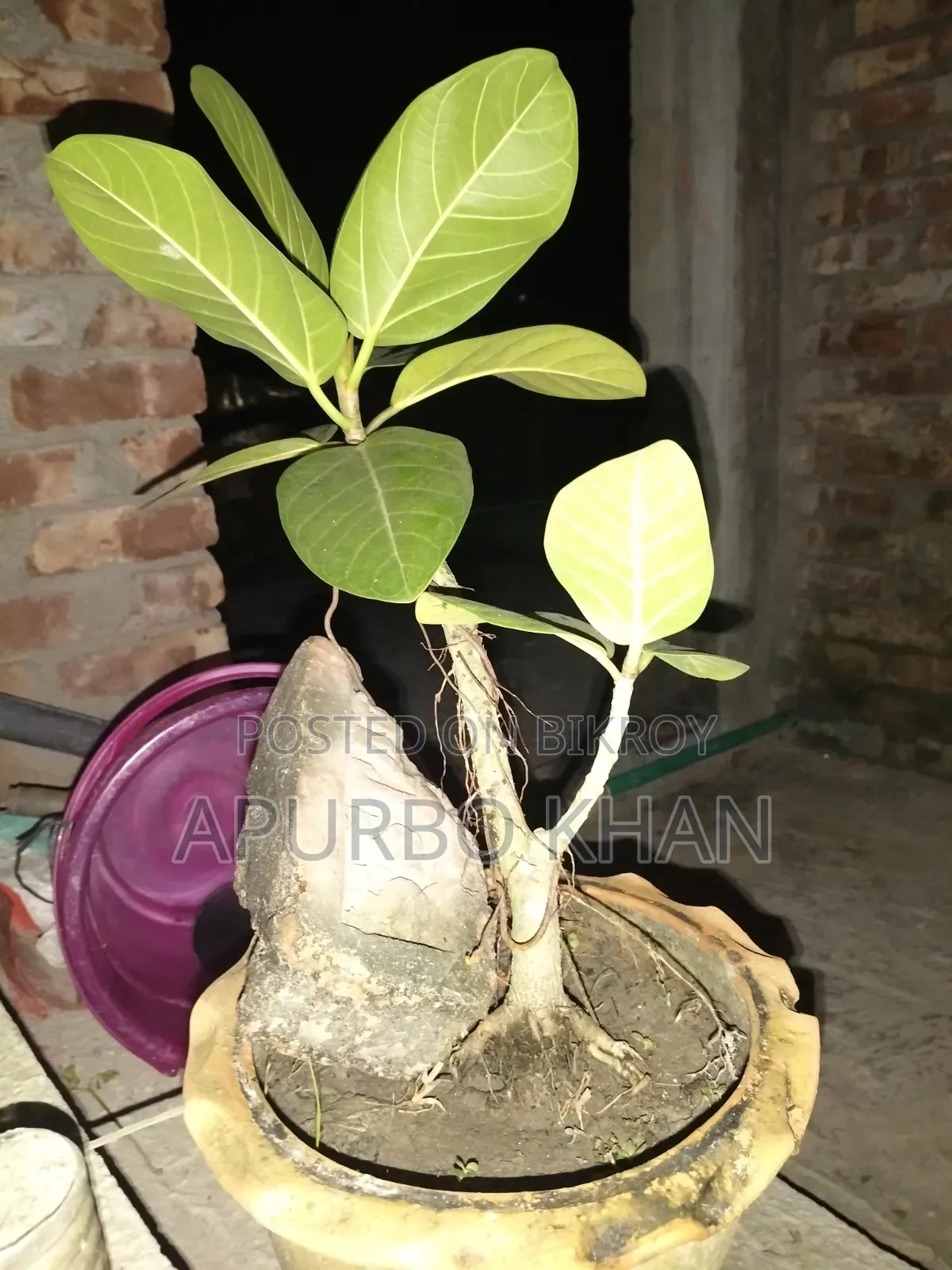 বনসাই গাছ