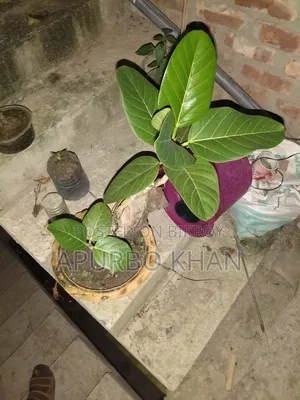 বনসাই গাছ