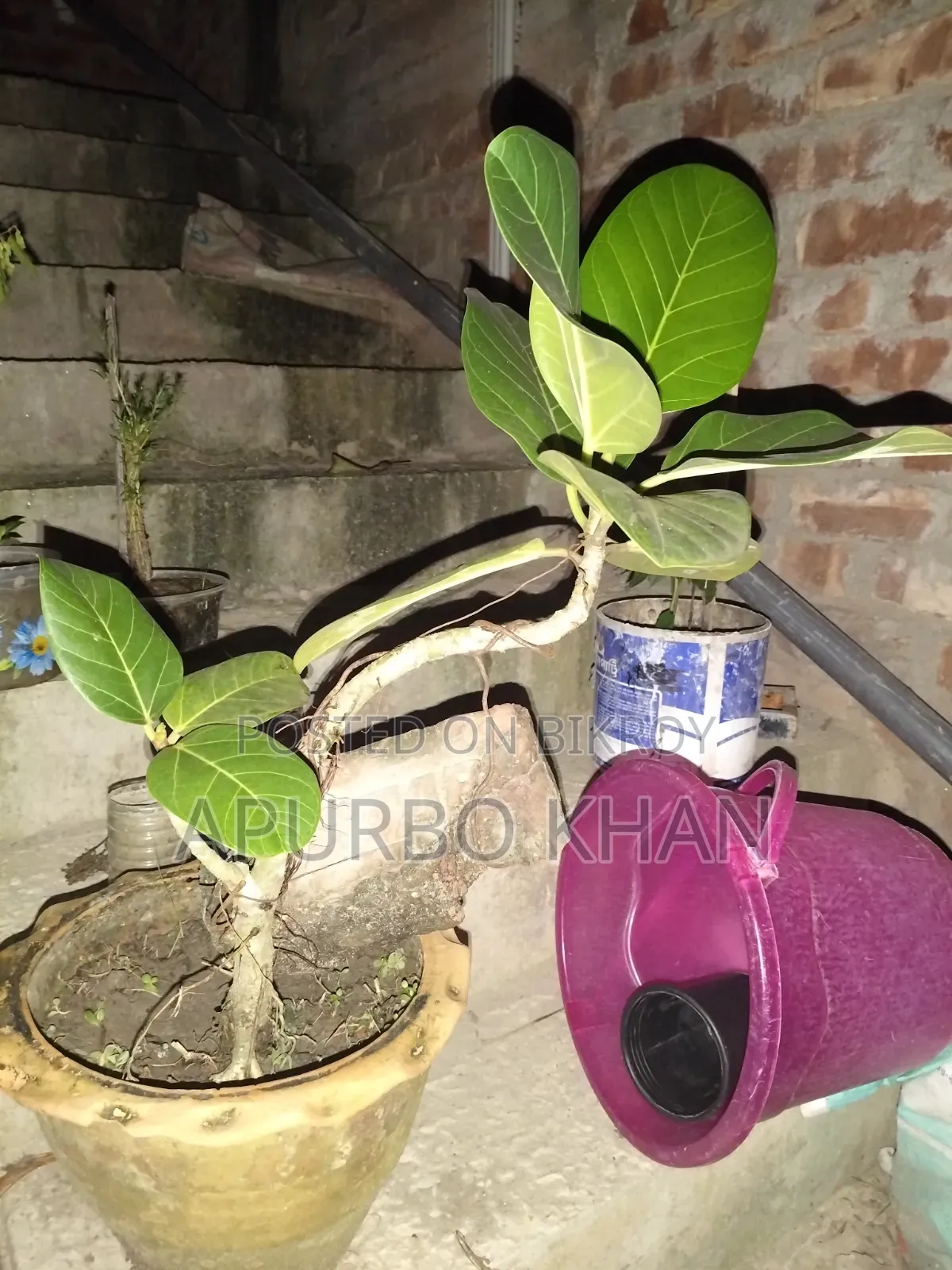 বনসাই গাছ