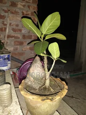 বনসাই গাছ