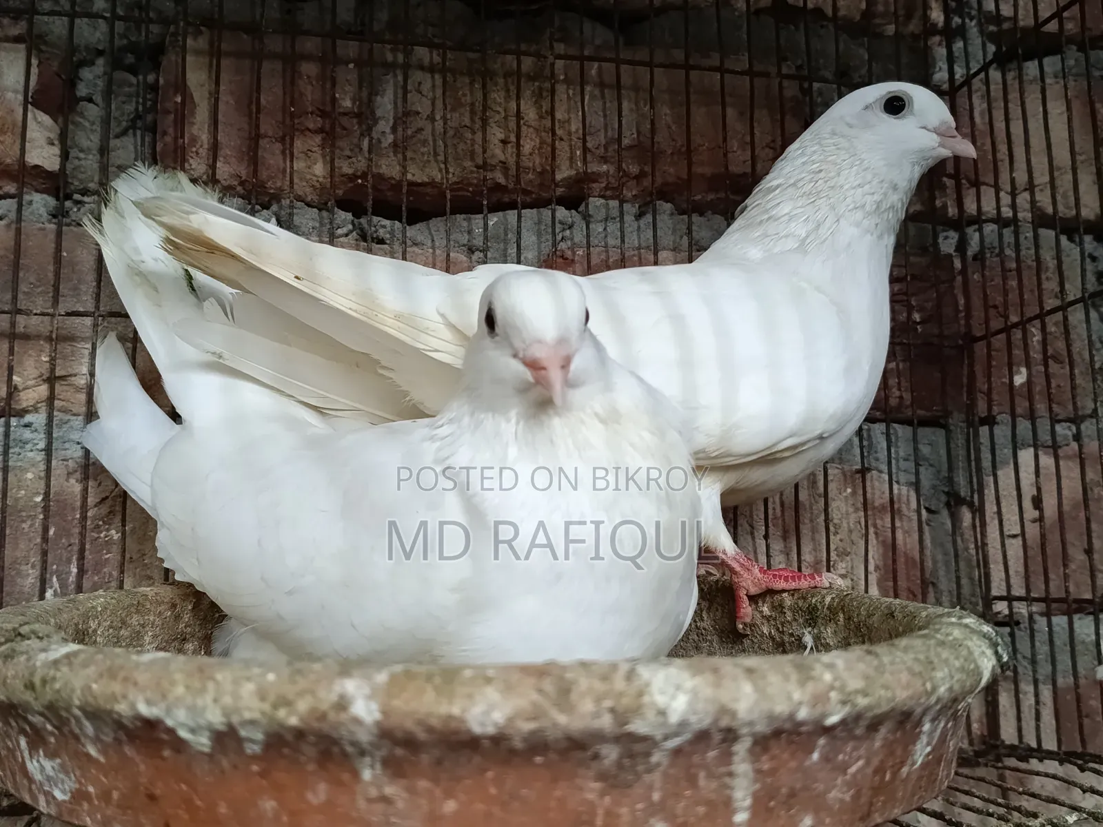 গিরিবাজ কবুতর ডিম সহ ৮০০ টাকা