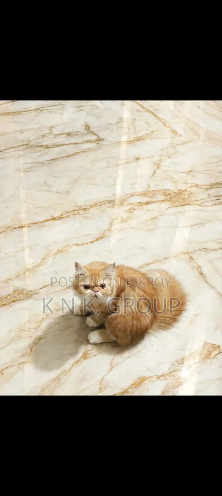 6-12 Months Female Purebred Exotic