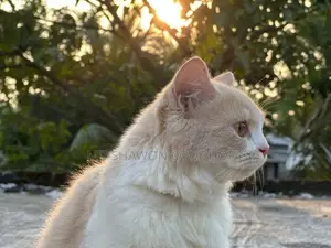 ৩-৬ মাস বয়সী ফিমেল পিওরব্রেড পার্সিয়ান
