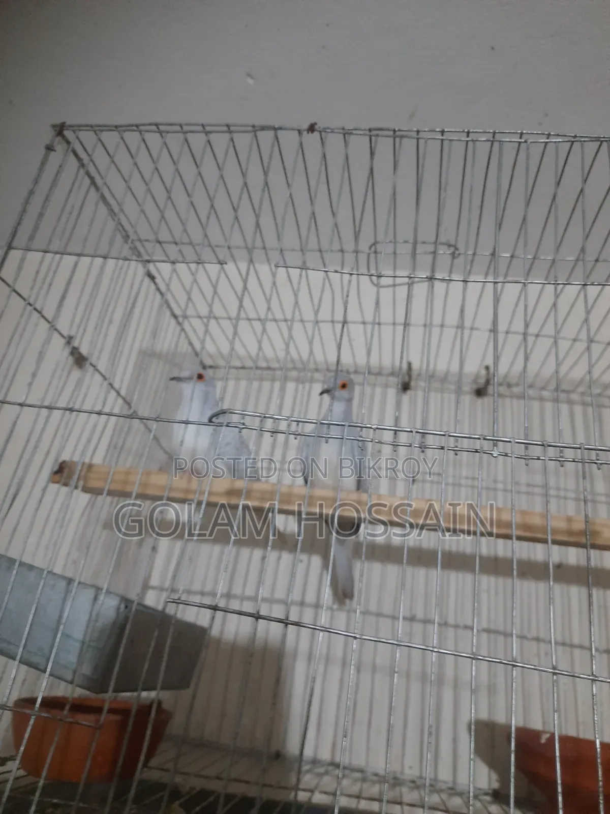 পোষা ঘুঘু পাখি জোড়া