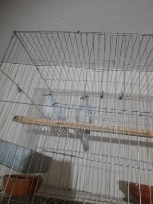 পোষা ঘুঘু পাখি জোড়া